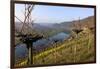 Vineyards near Piesport, Moselle Valley, Rhineland-Palatinate, Germany, Europe-Hans-Peter Merten-Framed Photographic Print