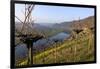 Vineyards near Piesport, Moselle Valley, Rhineland-Palatinate, Germany, Europe-Hans-Peter Merten-Framed Photographic Print