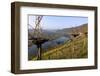 Vineyards near Piesport, Moselle Valley, Rhineland-Palatinate, Germany, Europe-Hans-Peter Merten-Framed Photographic Print