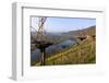 Vineyards near Piesport, Moselle Valley, Rhineland-Palatinate, Germany, Europe-Hans-Peter Merten-Framed Photographic Print