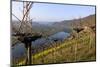 Vineyards near Piesport, Moselle Valley, Rhineland-Palatinate, Germany, Europe-Hans-Peter Merten-Mounted Photographic Print