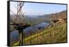 Vineyards near Piesport, Moselle Valley, Rhineland-Palatinate, Germany, Europe-Hans-Peter Merten-Framed Stretched Canvas