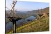 Vineyards near Piesport, Moselle Valley, Rhineland-Palatinate, Germany, Europe-Hans-Peter Merten-Stretched Canvas