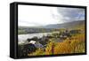 Vineyards near Piesport, Moselle Valley, Rhineland-Palatinate, Germany, Europe-Hans-Peter Merten-Framed Stretched Canvas