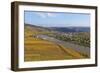 Vineyards near Piesport, Moselle Valley, Rhineland-Palatinate, Germany, Europe-Hans-Peter Merten-Framed Photographic Print