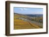 Vineyards near Piesport, Moselle Valley, Rhineland-Palatinate, Germany, Europe-Hans-Peter Merten-Framed Photographic Print