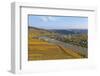 Vineyards near Piesport, Moselle Valley, Rhineland-Palatinate, Germany, Europe-Hans-Peter Merten-Framed Photographic Print