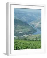 Vineyards Near Pinhao, Douro Region, Portugal, Europe-Harding Robert-Framed Photographic Print