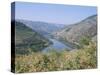 Vineyards Near Pinhao, Douro Region, Portugal-R H Productions-Stretched Canvas