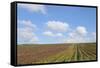 Vineyards near Poggio Alle Mura-Guido Cozzi-Framed Stretched Canvas