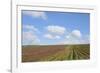 Vineyards near Poggio Alle Mura-Guido Cozzi-Framed Photographic Print