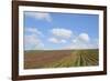 Vineyards near Poggio Alle Mura-Guido Cozzi-Framed Photographic Print