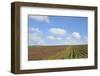 Vineyards near Poggio Alle Mura-Guido Cozzi-Framed Photographic Print