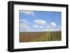 Vineyards near Poggio Alle Mura-Guido Cozzi-Framed Photographic Print