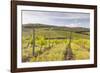 Vineyards Near Radda in Chianti, Tuscany, Italy, Europe-Julian Elliott-Framed Photographic Print