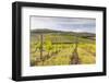 Vineyards Near Radda in Chianti, Tuscany, Italy, Europe-Julian Elliott-Framed Photographic Print