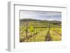 Vineyards Near Radda in Chianti, Tuscany, Italy, Europe-Julian Elliott-Framed Photographic Print