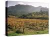 Vineyards Near Roquebrun Sur Argens, Var, Provence, France-Michael Busselle-Stretched Canvas