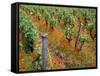 Vineyards Near Sauterne, Gironde, Aquitaine, France-Michael Busselle-Framed Stretched Canvas