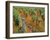 Vineyards Near Sauterne, Gironde, Aquitaine, France-Michael Busselle-Framed Photographic Print