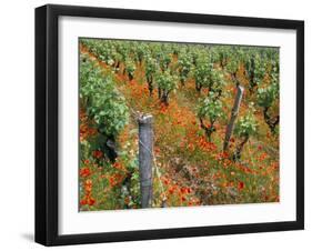 Vineyards Near Sauterne, Gironde, Aquitaine, France-Michael Busselle-Framed Photographic Print