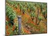 Vineyards Near Sauterne, Gironde, Aquitaine, France-Michael Busselle-Mounted Photographic Print