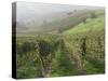 Vineyards Near Serralunga D'Alba, Piedmont, Italy, Europe-Robert Cundy-Stretched Canvas