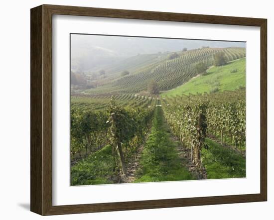 Vineyards Near Serralunga D'Alba, Piedmont, Italy, Europe-Robert Cundy-Framed Photographic Print