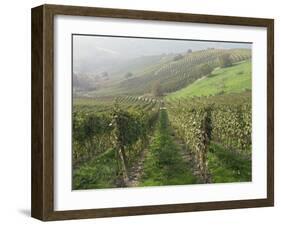 Vineyards Near Serralunga D'Alba, Piedmont, Italy, Europe-Robert Cundy-Framed Photographic Print