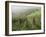 Vineyards Near Serralunga D'Alba, Piedmont, Italy, Europe-Robert Cundy-Framed Photographic Print