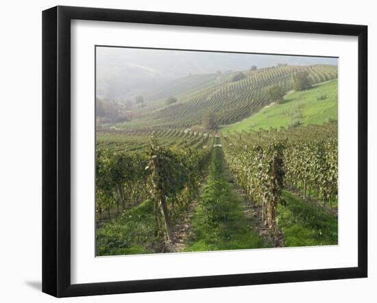 Vineyards Near Serralunga D'Alba, Piedmont, Italy, Europe-Robert Cundy-Framed Photographic Print