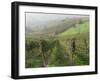 Vineyards Near Serralunga D'Alba, Piedmont, Italy, Europe-Robert Cundy-Framed Photographic Print