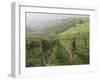 Vineyards Near Serralunga D'Alba, Piedmont, Italy, Europe-Robert Cundy-Framed Photographic Print