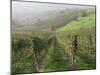 Vineyards Near Serralunga D'Alba, Piedmont, Italy, Europe-Robert Cundy-Mounted Photographic Print