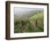 Vineyards Near Serralunga D'Alba, Piedmont, Italy, Europe-Robert Cundy-Framed Photographic Print