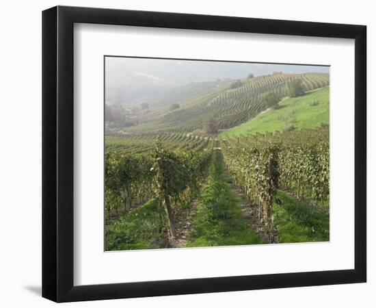 Vineyards Near Serralunga D'Alba, Piedmont, Italy, Europe-Robert Cundy-Framed Photographic Print