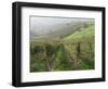 Vineyards Near Serralunga D'Alba, Piedmont, Italy, Europe-Robert Cundy-Framed Photographic Print