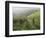 Vineyards Near Serralunga D'Alba, Piedmont, Italy, Europe-Robert Cundy-Framed Photographic Print