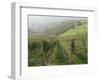 Vineyards Near Serralunga D'Alba, Piedmont, Italy, Europe-Robert Cundy-Framed Photographic Print