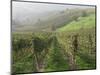 Vineyards Near Serralunga D'Alba, Piedmont, Italy, Europe-Robert Cundy-Mounted Photographic Print