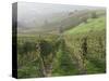 Vineyards Near Serralunga D'Alba, Piedmont, Italy, Europe-Robert Cundy-Stretched Canvas