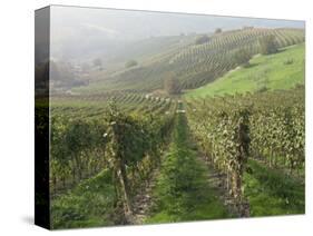 Vineyards Near Serralunga D'Alba, Piedmont, Italy, Europe-Robert Cundy-Stretched Canvas