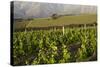 Vineyards Near Stellenbosch in the Western Cape, South Africa, Africa-Alex Treadway-Stretched Canvas