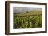 Vineyards Near Stellenbosch in the Western Cape, South Africa, Africa-Alex Treadway-Framed Photographic Print