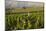 Vineyards Near Stellenbosch in the Western Cape, South Africa, Africa-Alex Treadway-Mounted Photographic Print