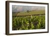 Vineyards Near Stellenbosch in the Western Cape, South Africa, Africa-Alex Treadway-Framed Photographic Print