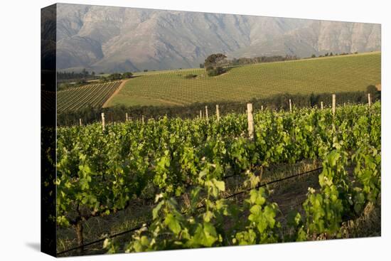 Vineyards Near Stellenbosch in the Western Cape, South Africa, Africa-Alex Treadway-Stretched Canvas