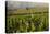 Vineyards Near Stellenbosch in the Western Cape, South Africa, Africa-Alex Treadway-Stretched Canvas