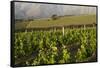 Vineyards Near Stellenbosch in the Western Cape, South Africa, Africa-Alex Treadway-Framed Stretched Canvas