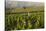 Vineyards Near Stellenbosch in the Western Cape, South Africa, Africa-Alex Treadway-Stretched Canvas